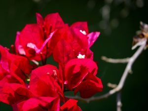 FLORES 3 UA