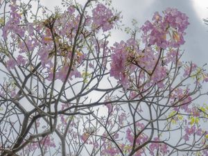 FLORES IPÊ ROSA