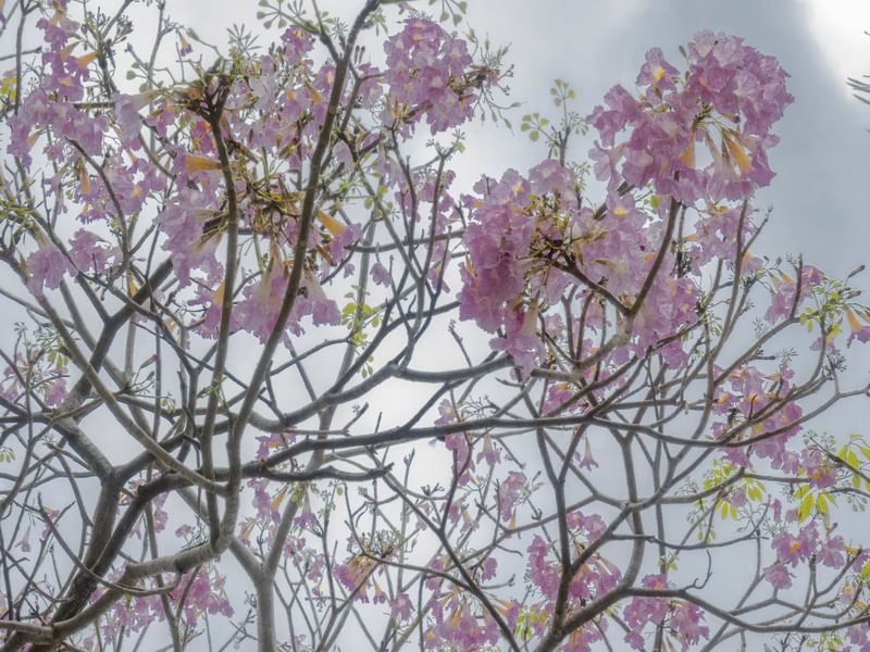 FLORES IPÊ ROSA