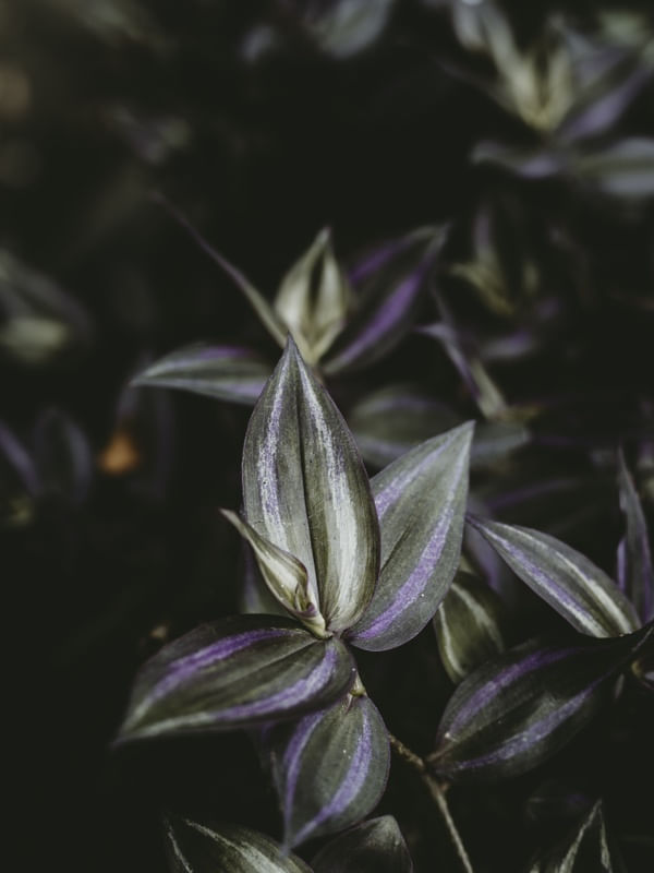 VERDE E ROXO