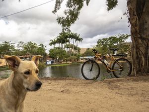 BIKE E CACHORRO CARAMELO