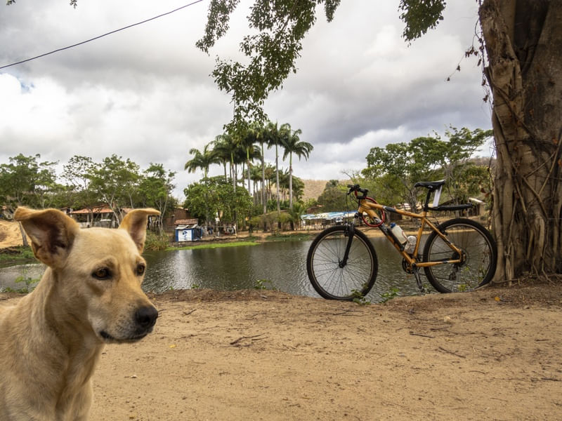 BIKE E CACHORRO CARAMELO