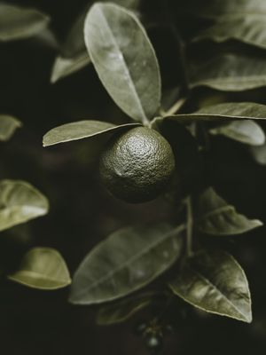 LEMON FRUIT