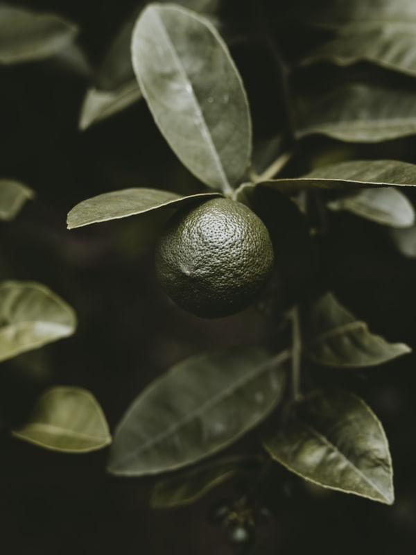 LEMON FRUIT