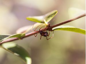 ARANHA NO GALHO