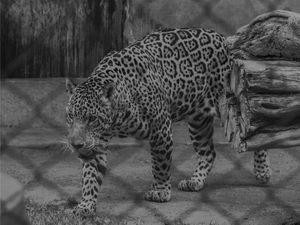 ONÇA ZOO CANINDÉ
