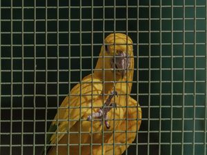 ARARAJUBA ZOO CANINDÉ