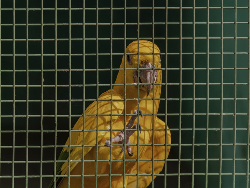 ARARAJUBA ZOO CANINDÉ