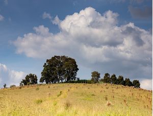 MONTE DAS ÁRVORES
