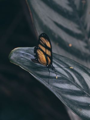 BORBOLETA DARK MACRO