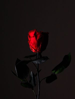 LOW KEY ROSE