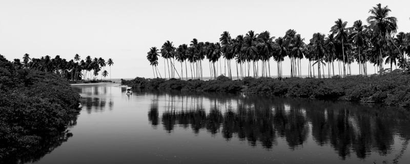 BLACK COCONUT TREES