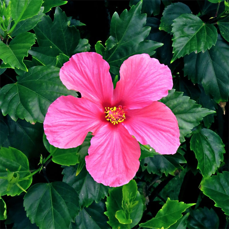 HIBISCO LOVER 2