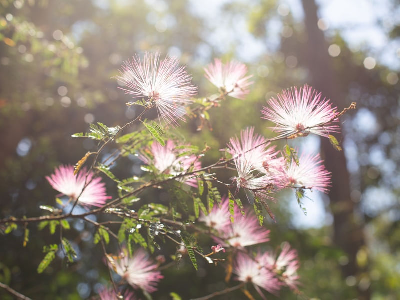 FLORES ILUMINADAS