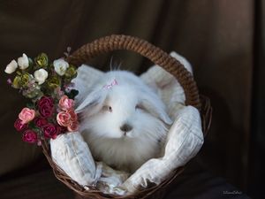 BUNNY II - PULINHO