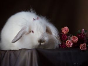BUNNY III - PULINHO