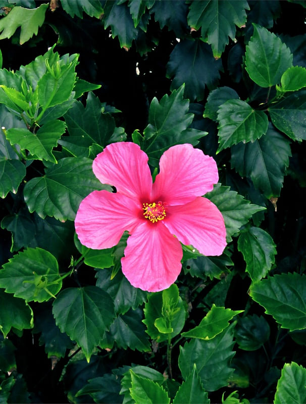 HIBISCO LOVER 3