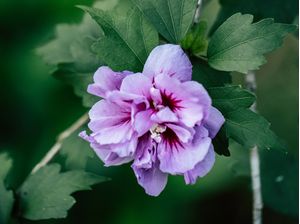 FLOR ROXA MACRO
