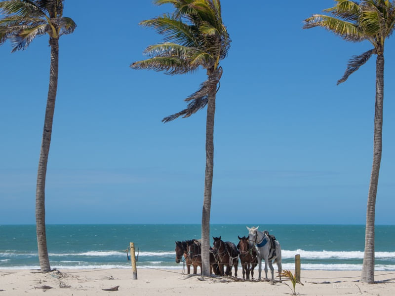CAVALOS NA PRAIA