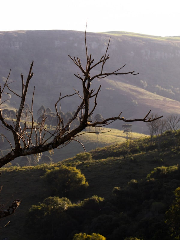ARVORE SEM FOLHAS NO MONTE