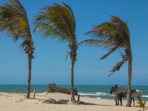 CAVALOS NA PRAIA II