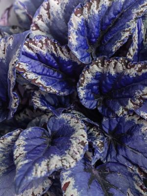 BEGONIA AZUL
