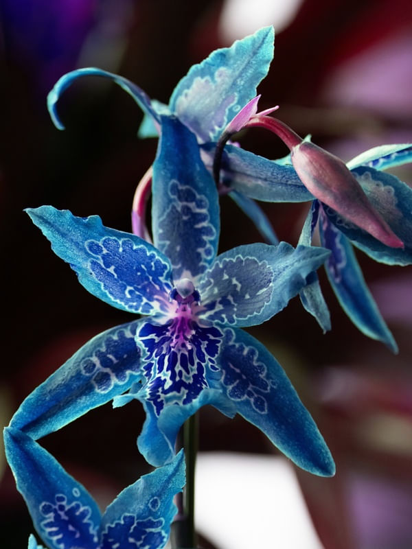 ORQUIDEA ESTRELA AZUL
