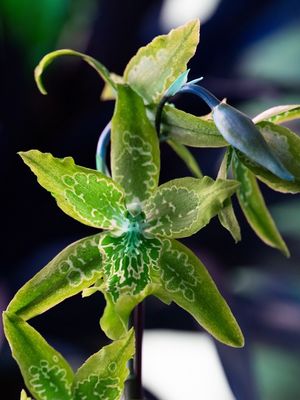 ORQUIDE ESTRELA VERDE