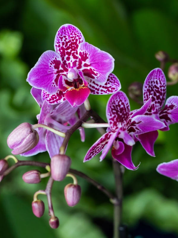 ORQUIDEA ROSA MACRO