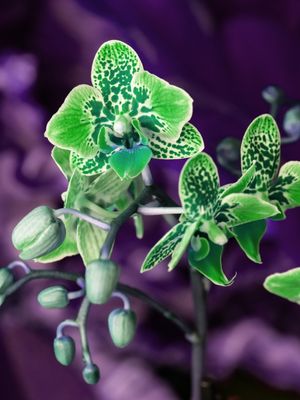 ORQUÍDEA VERDE