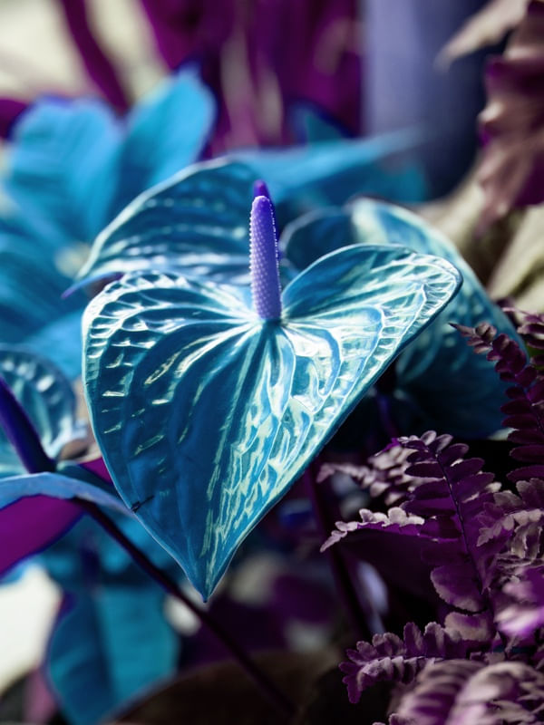 ANTURIO AZUL COM FUNDO ROXO