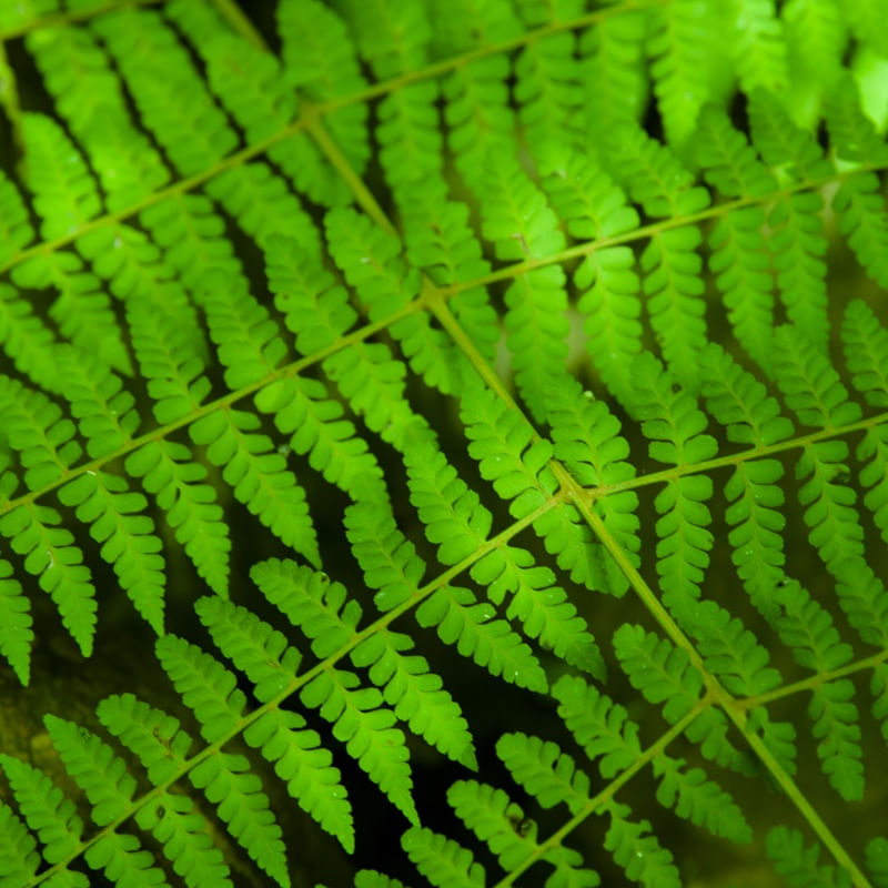 O DETALHE VERDE DAS FOLHAS