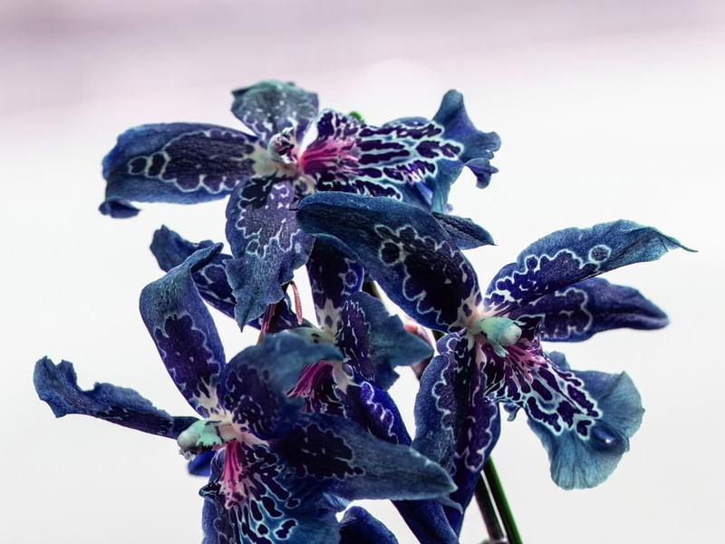 ORQUIDEA ESTRELA AZUL MACRO