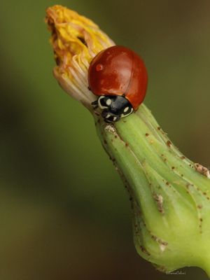 JOANINHA NA FLOR AMARELA