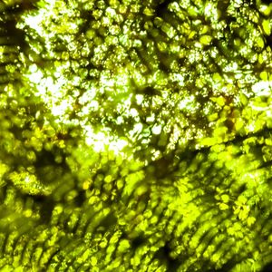 O VERDE ABSTRATO I