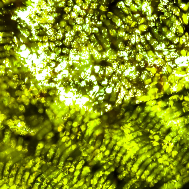 O VERDE ABSTRATO I