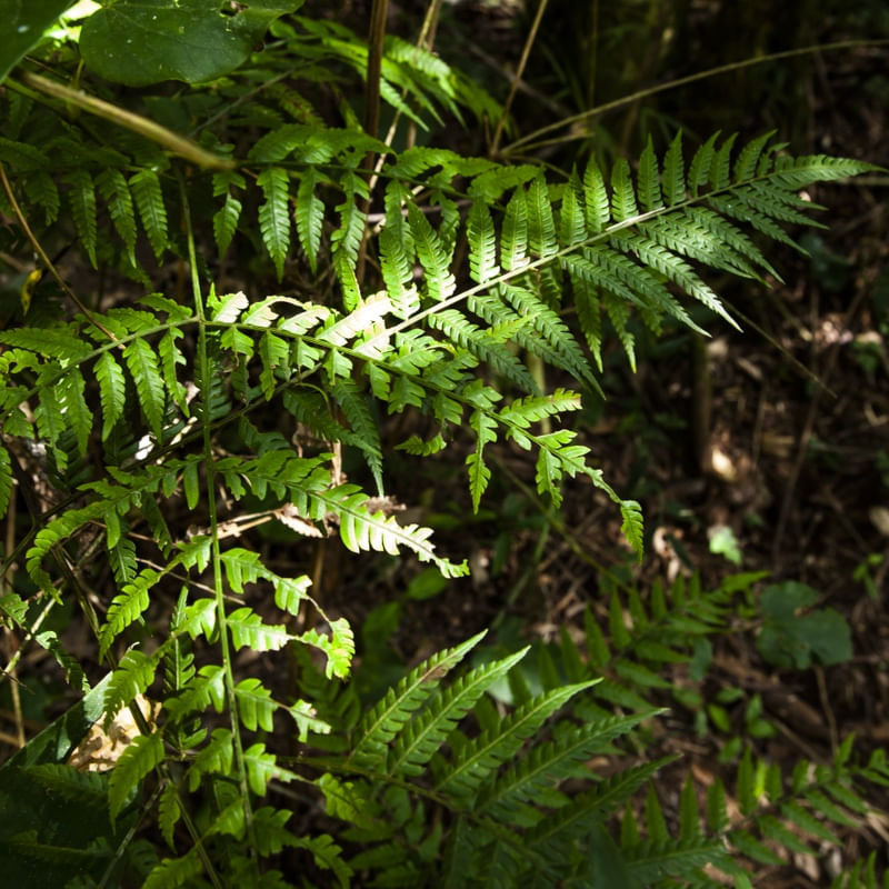 O SOL E AS PLANTAS