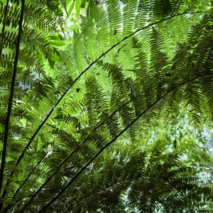 A BELEZA DAS PLANTAS