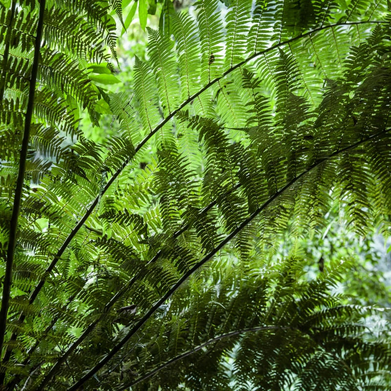 A BELEZA DAS PLANTAS