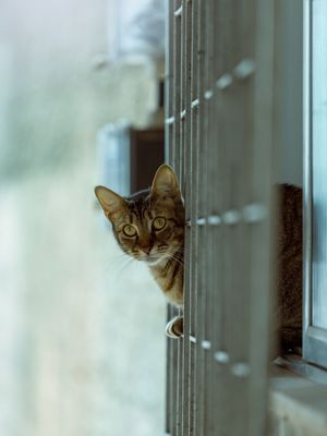 O GATO DA JANELA VIZINHA