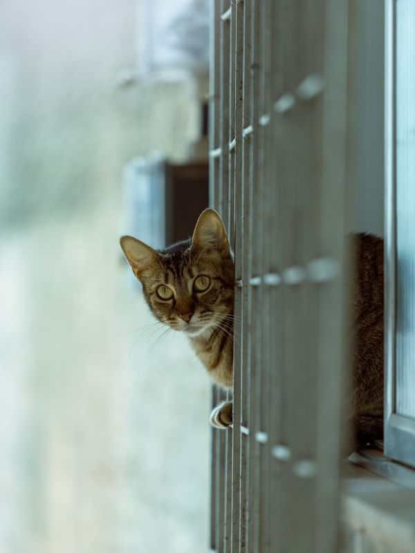O GATO DA JANELA VIZINHA