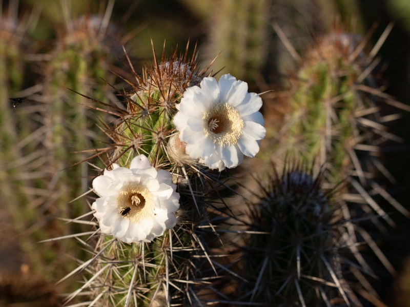 CACTOS - XIQUE-XIQUE
