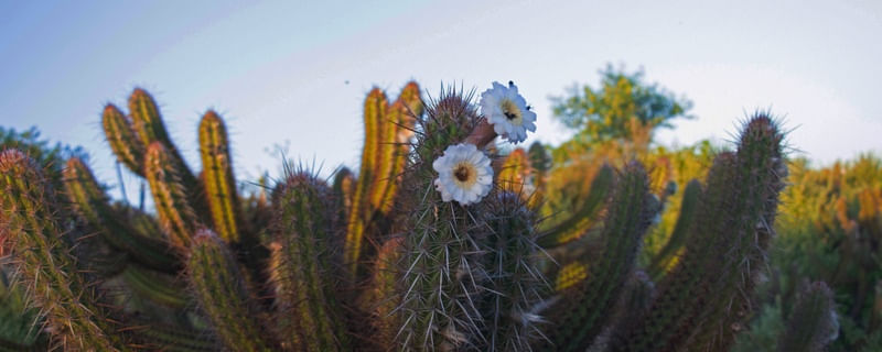 CACTO XIQUE-XIQUE