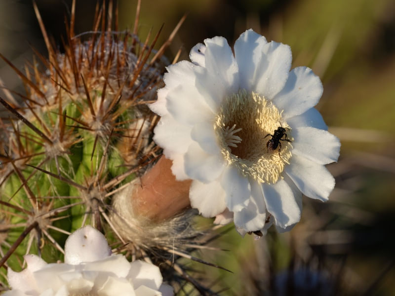 CACTOS DA CAATINGA - XIQUE-XIQUE