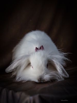 BUNNY IV