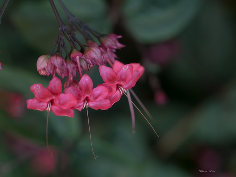 LAGRIMAS DE CRISTO - FLOR