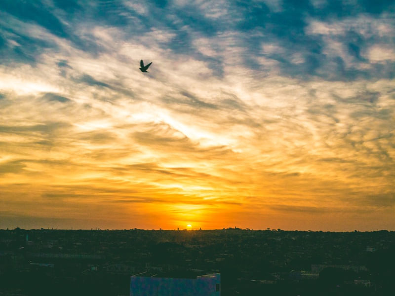 SINGLE BIRD