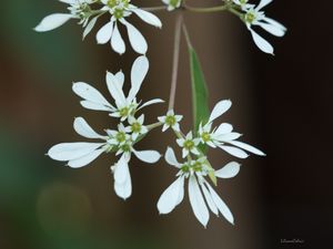 FLORZINHA BRANCAS II