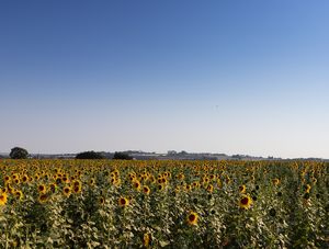 JARDINS DE PRIMAVERA