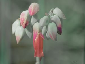 FLORZINHAS DELICADAS